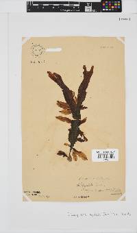 Dictyopteris ligulata image