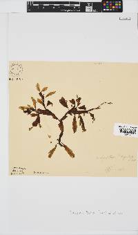 Dictyopteris ligulata image