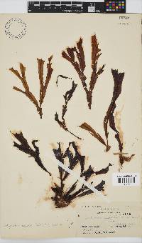 Dictyopteris ligulata image