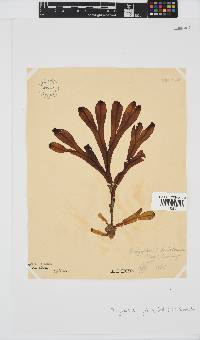Dictyopteris ligulata image