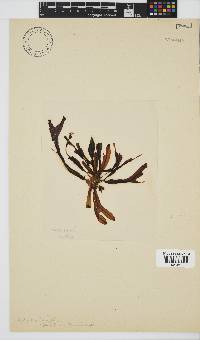 Dictyopteris ligulata image