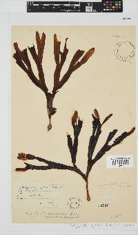 Dictyopteris ligulata image
