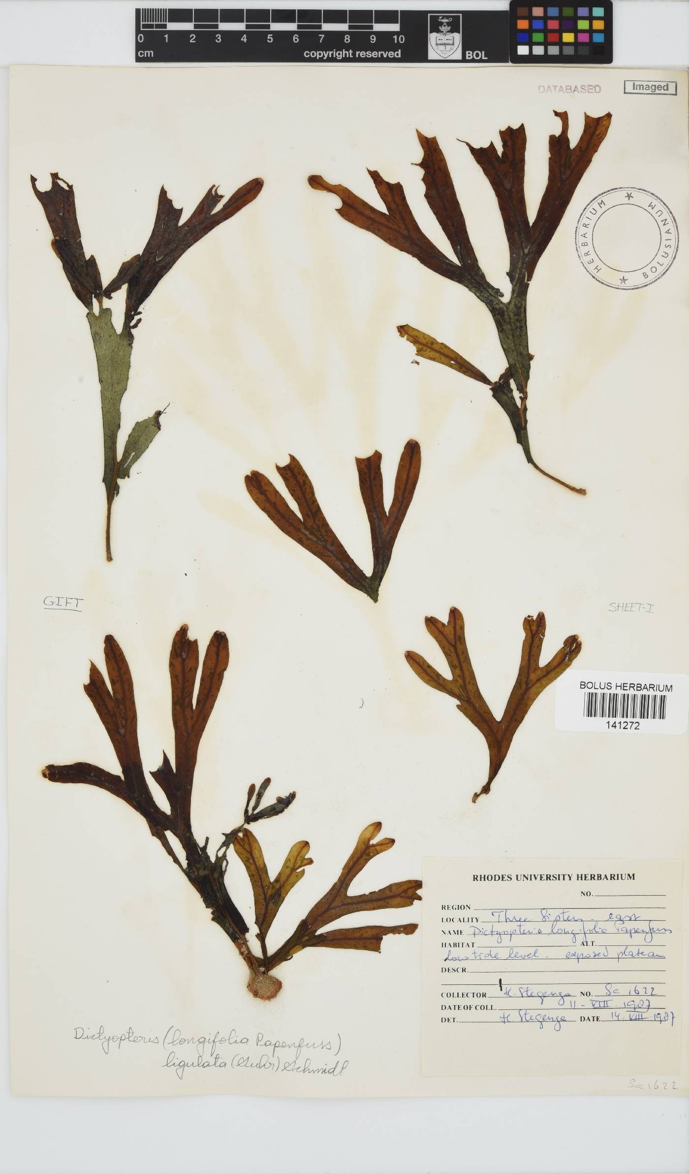 Dictyopteris ligulata image