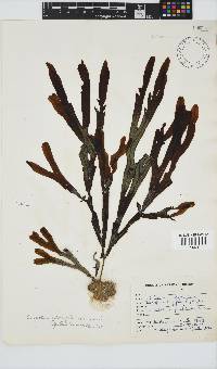 Dictyopteris ligulata image