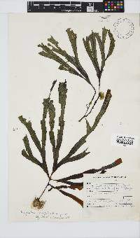Dictyopteris ligulata image
