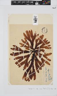 Dictyopteris macrocarpa image
