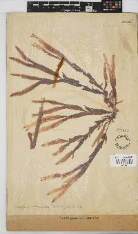 Dictyopteris macrocarpa image