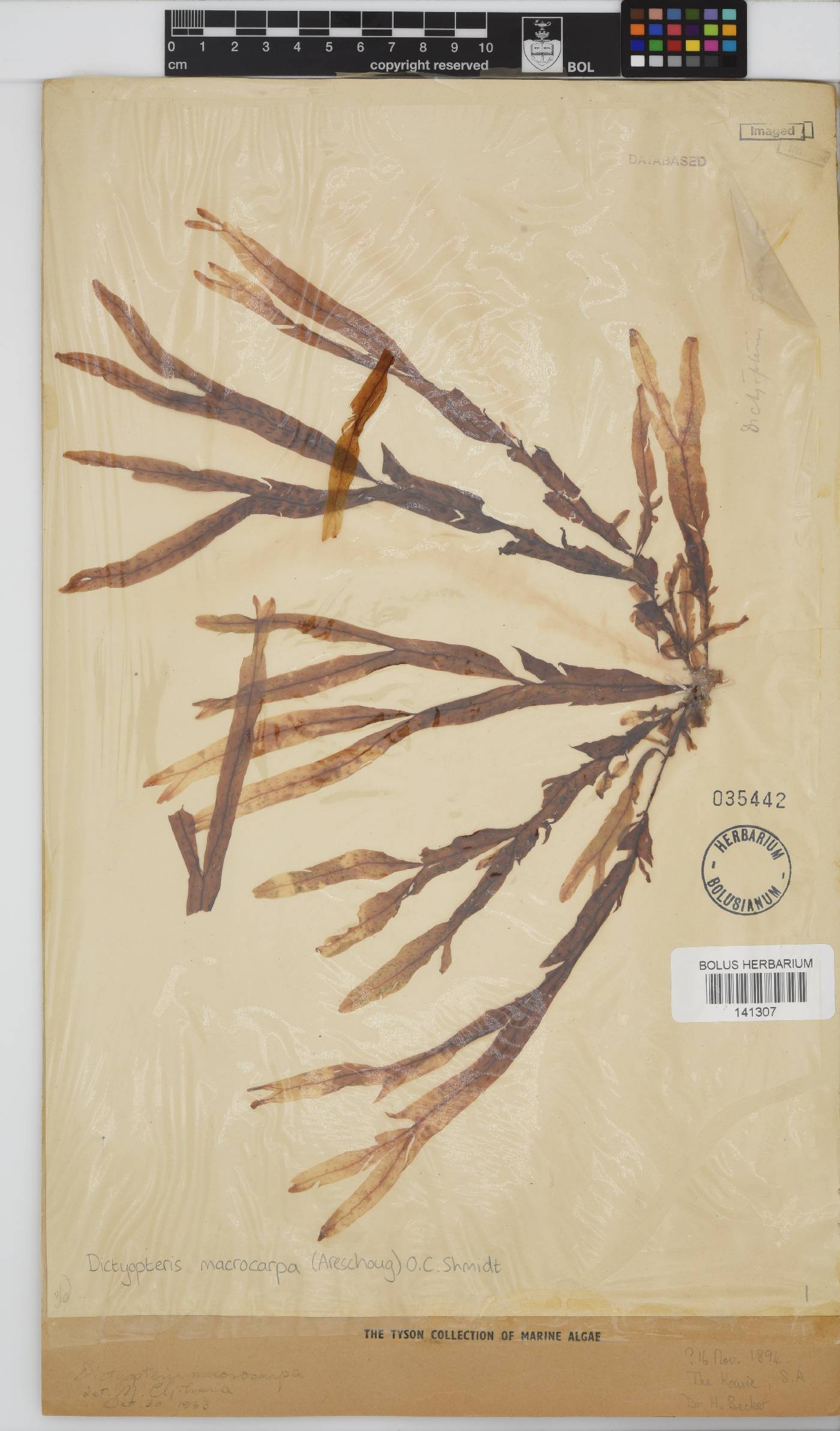 Dictyopteris macrocarpa image