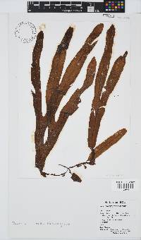 Dictyopteris serrata image