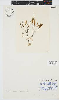 Dictyopteris serrata image