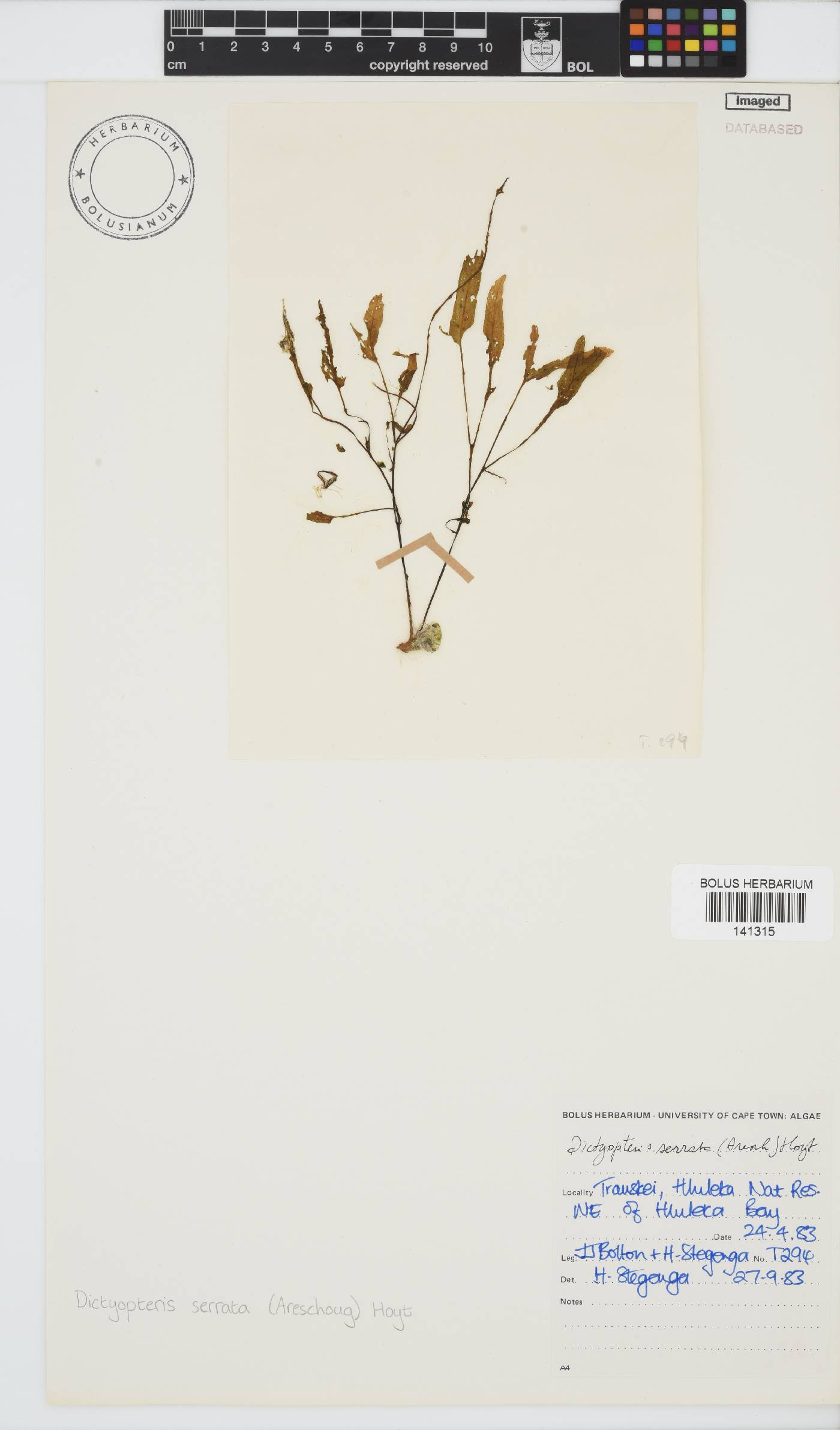 Dictyopteris serrata image