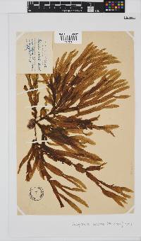 Dictyopteris serrata image