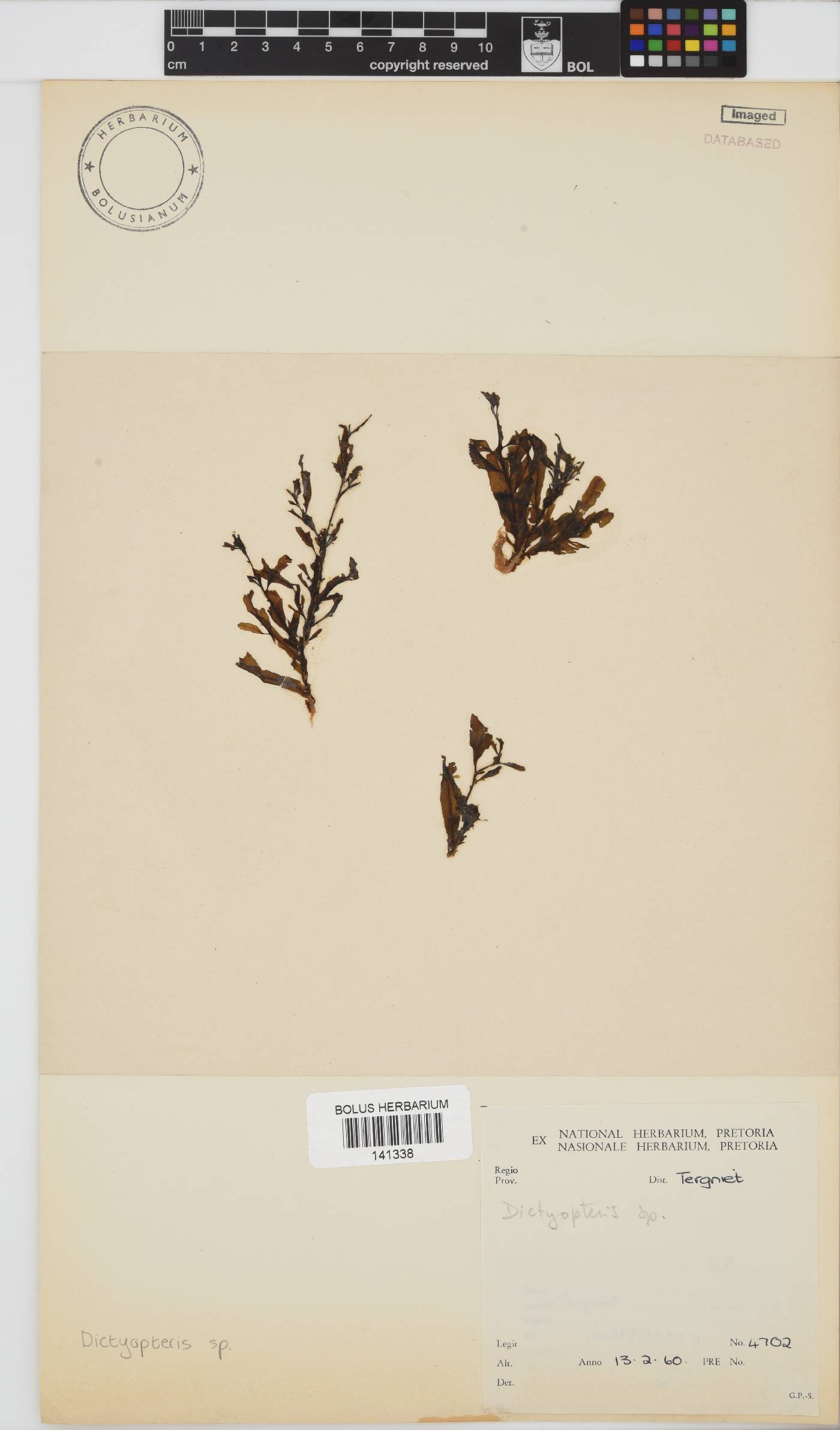 Dictyopteris image