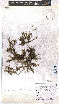 Dictyota dichotoma image