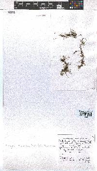 Dictyota dichotoma image