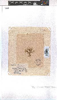 Dictyota dichotoma image