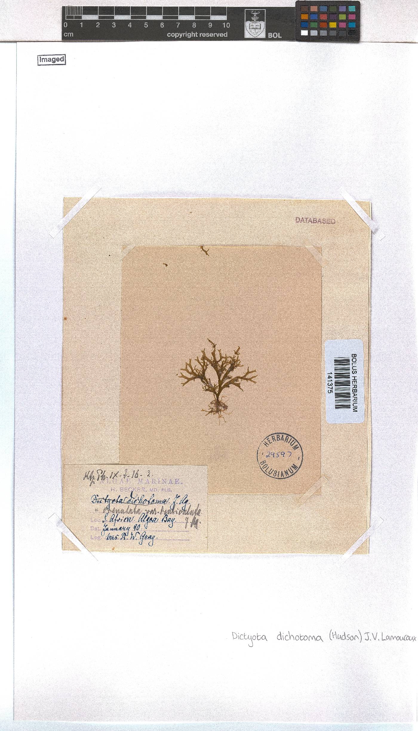 Dictyota dichotoma image