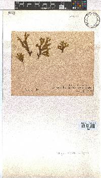Dictyota liturata image