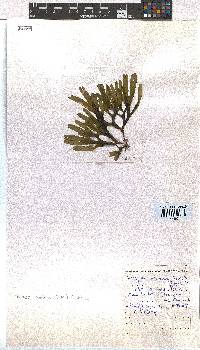 Dictyota naevosa image