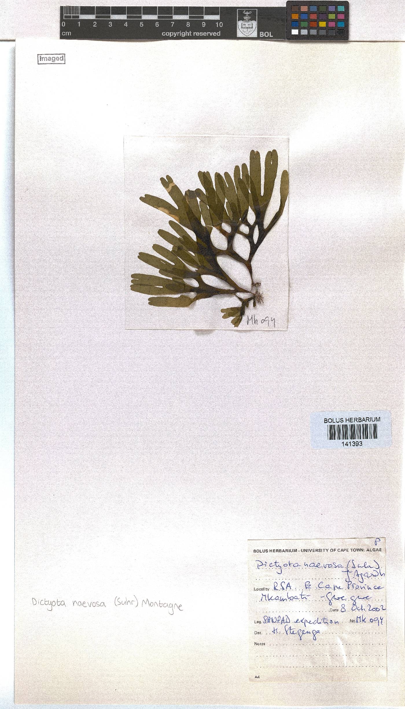 Dictyota naevosa image
