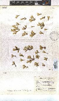 Dictyota naevosa image