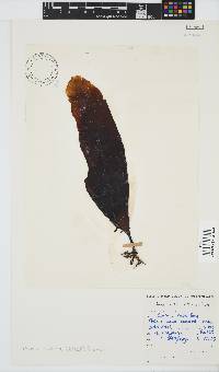 Ecklonia maxima image