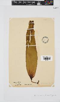 Ecklonia maxima image