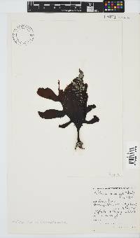 Ecklonia maxima image