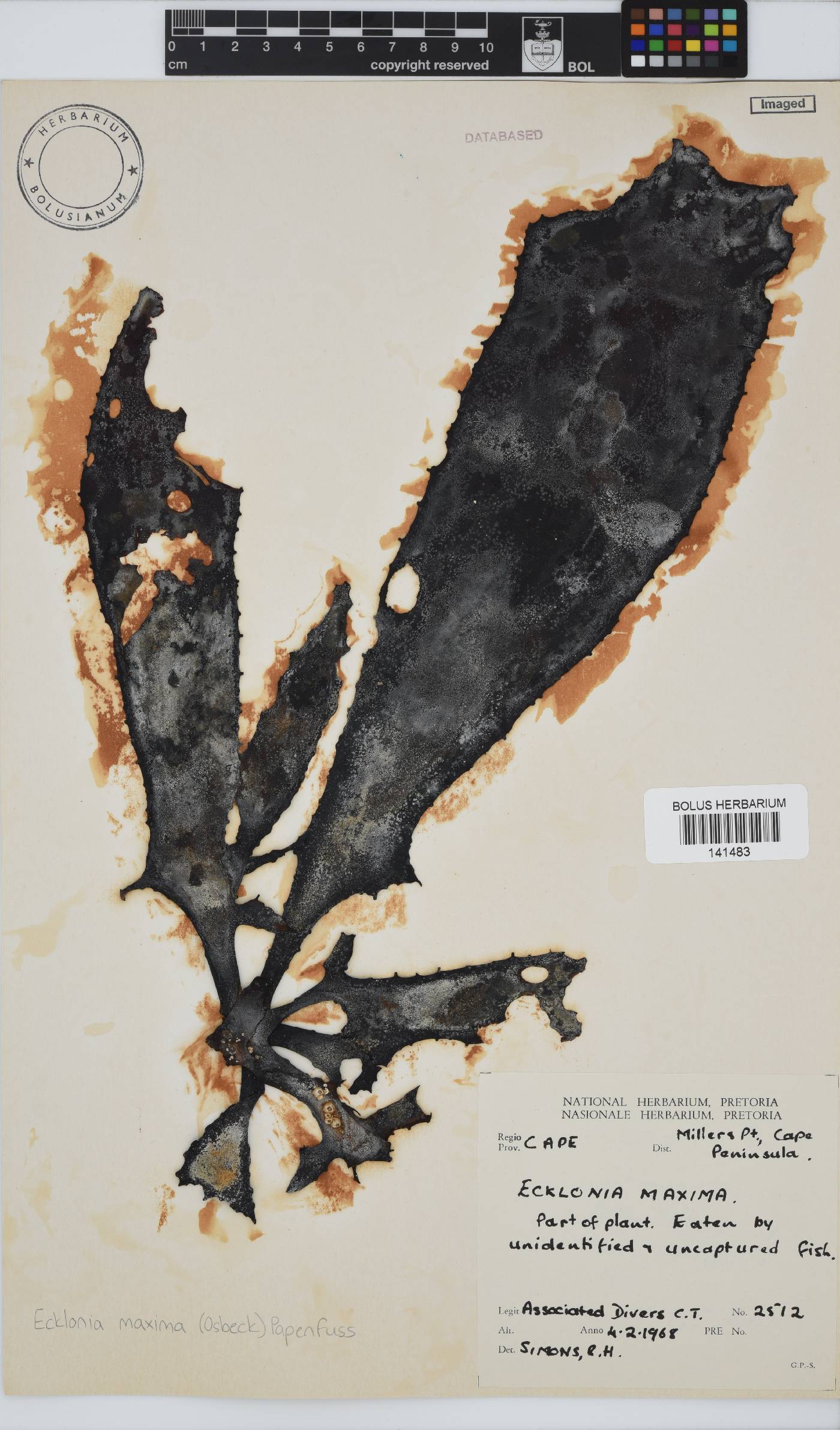 Ecklonia maxima image