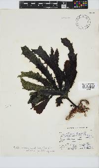 Ecklonia radiata image