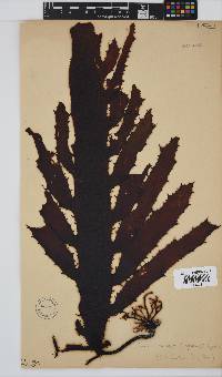 Ecklonia radiata image