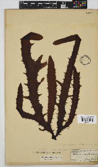 Ecklonia radiata image