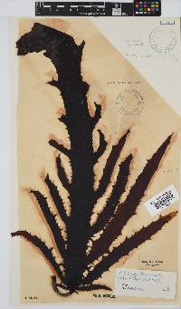 Ecklonia radiata image