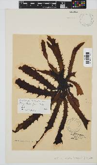 Ecklonia radiata image