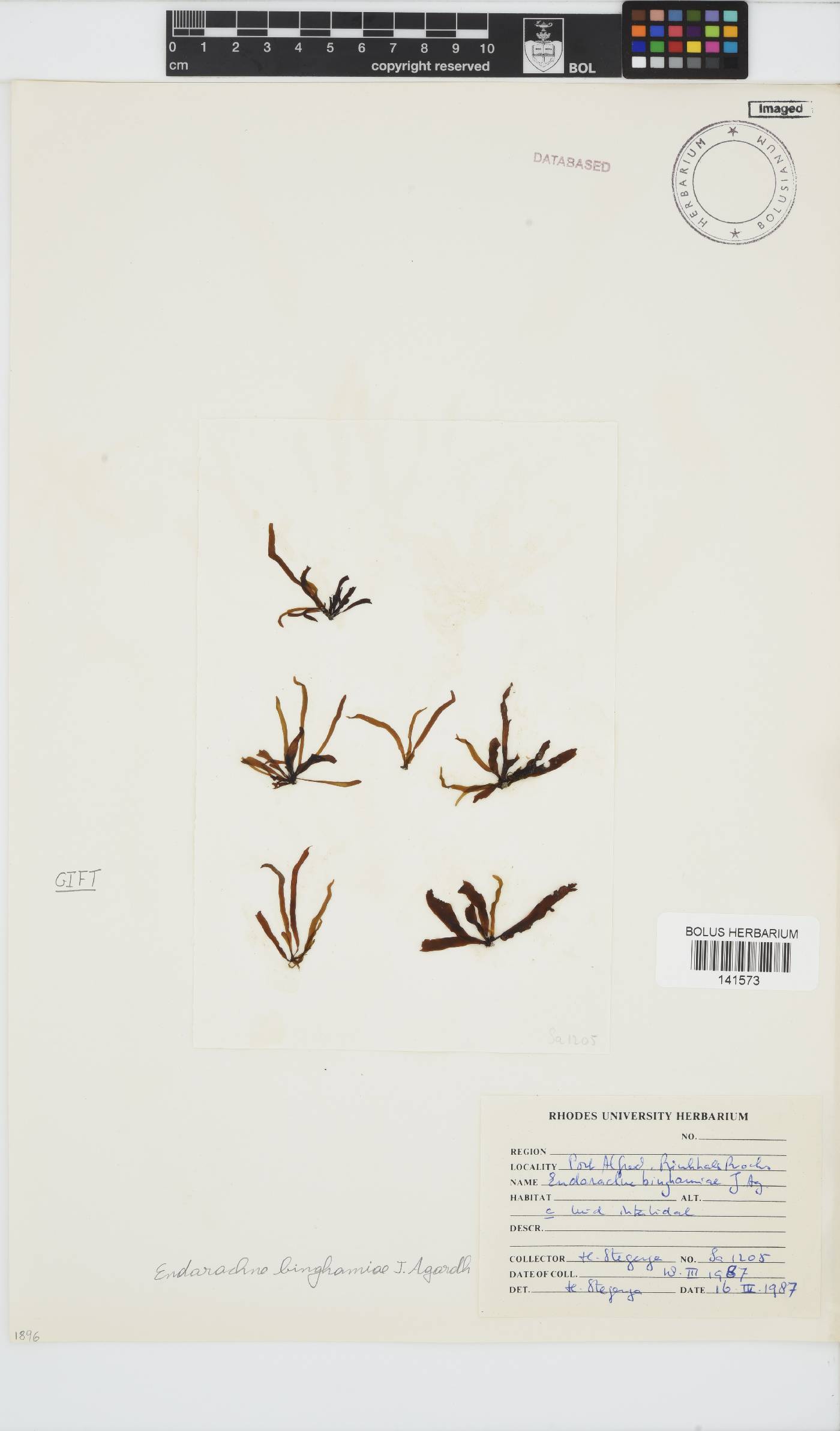Petalonia binghamiae image