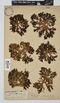 Exallosorus harveyanus image