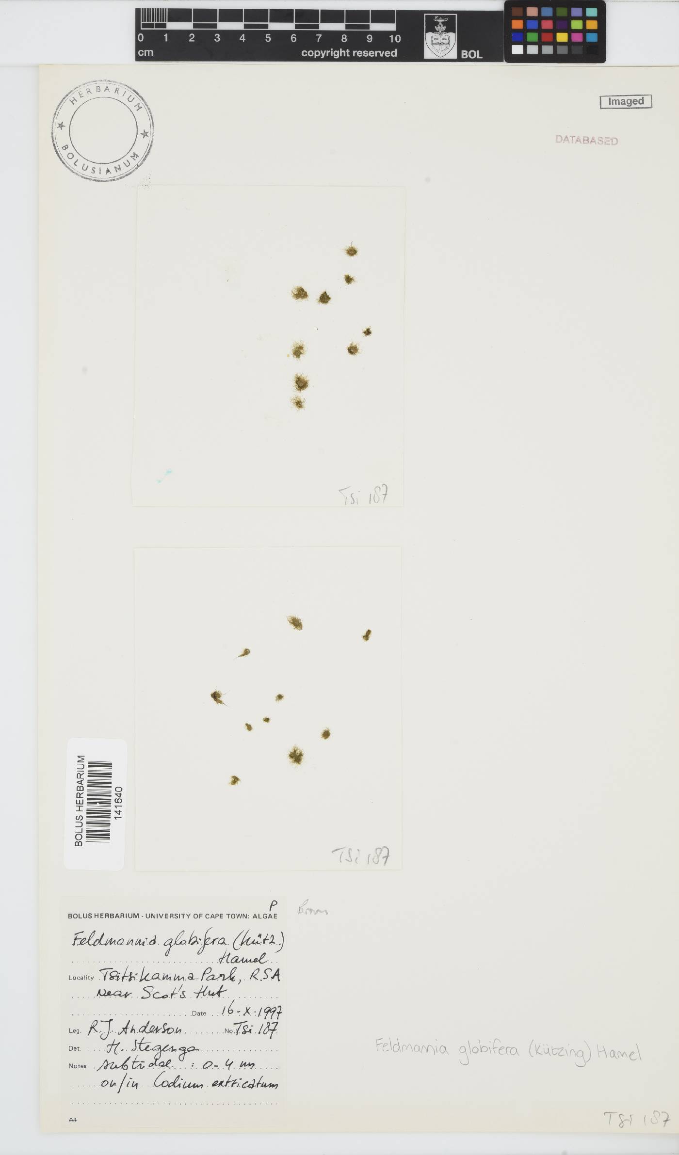 Feldmannia paradoxa image