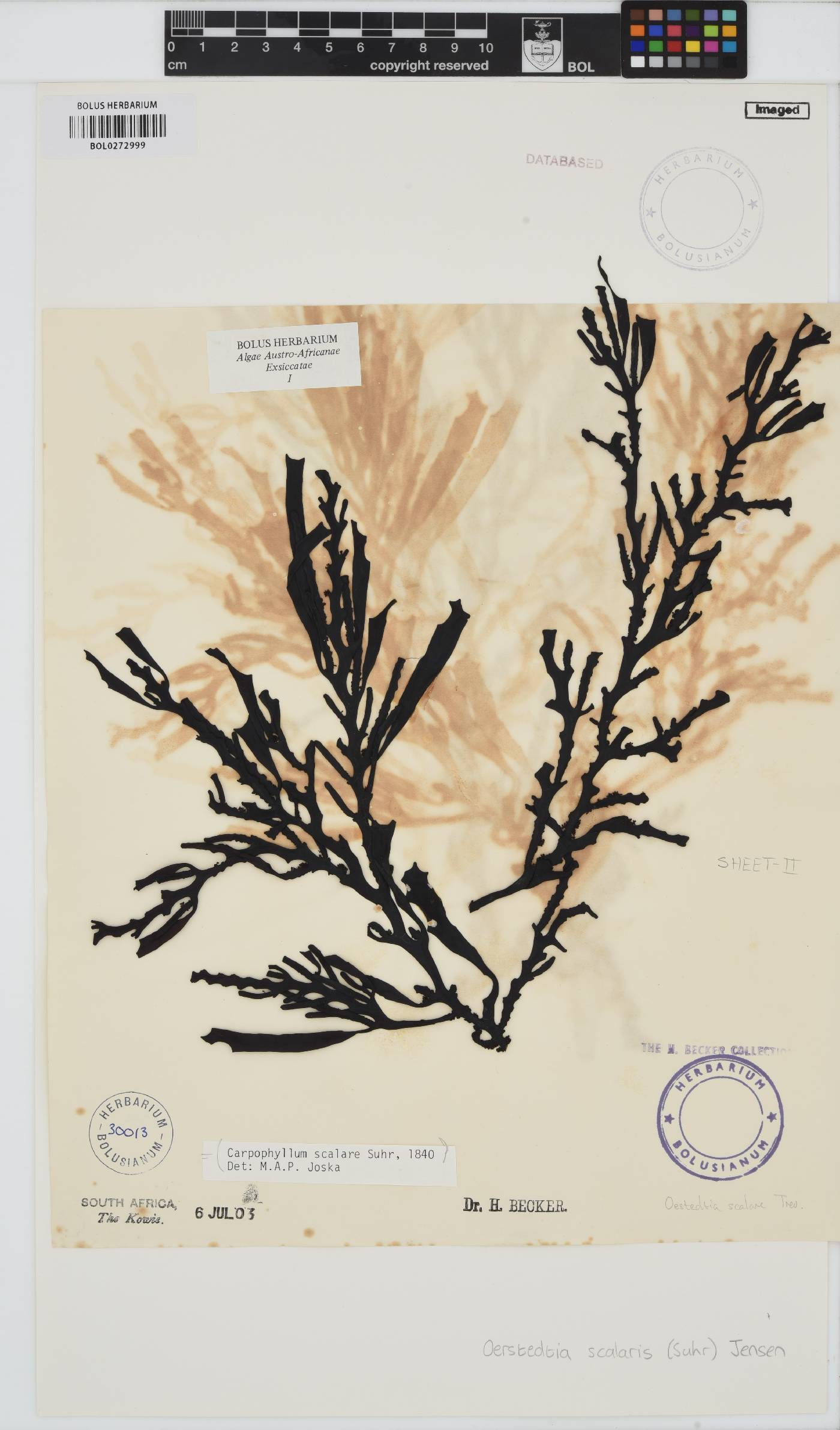 Oerstedtia scalaris image