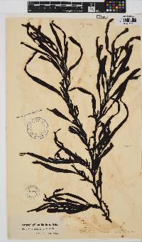 Oerstedtia scalaris image