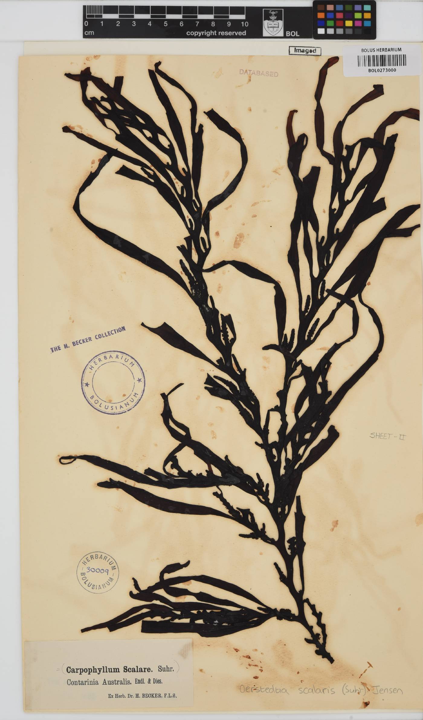 Oerstedtia scalaris image