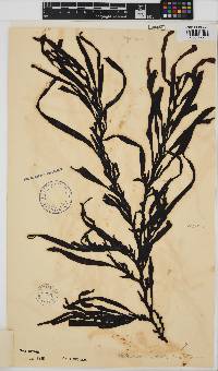 Oerstedtia scalaris image