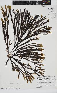 Image of Dictyota coriacea