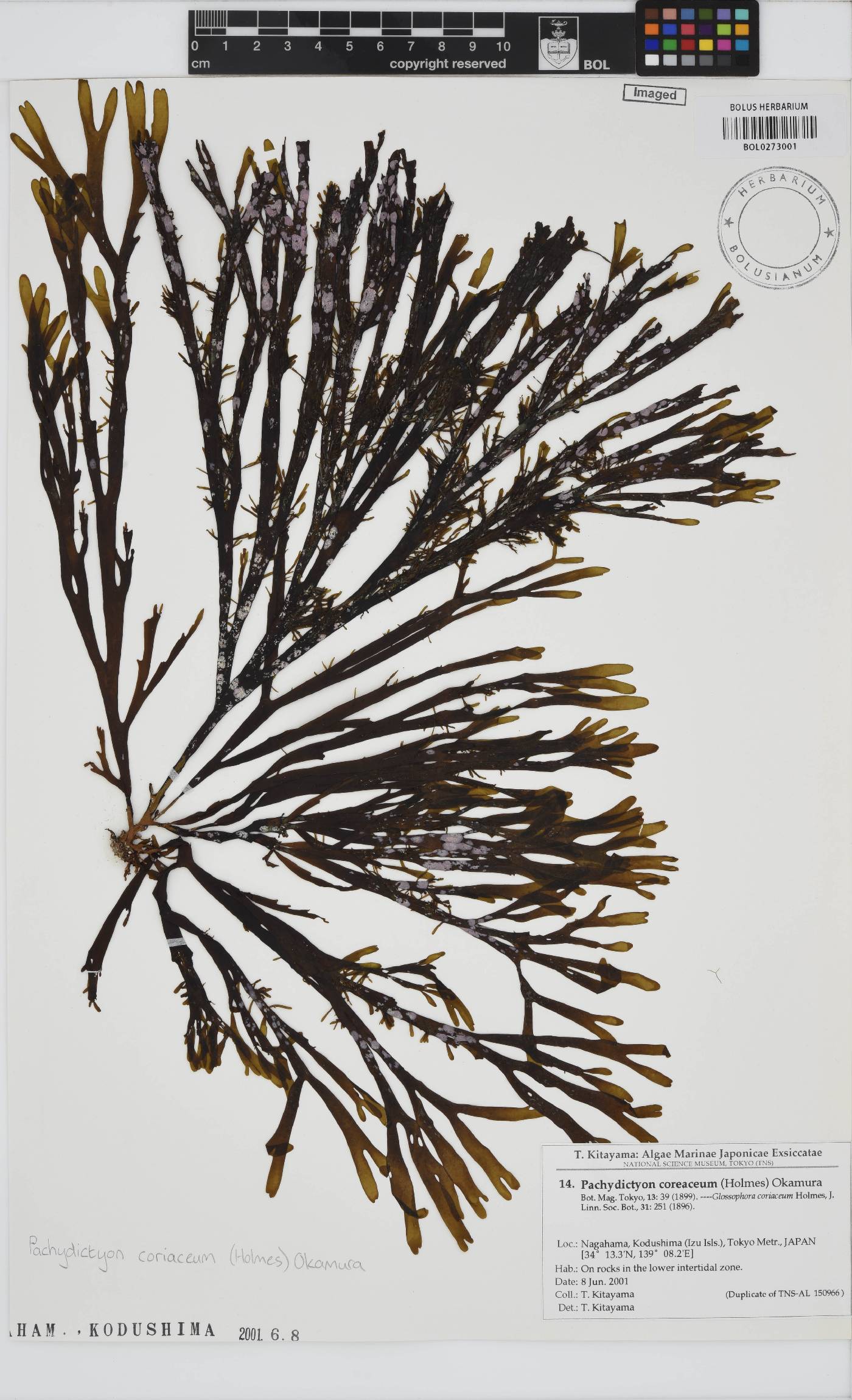 Dictyota coriacea image