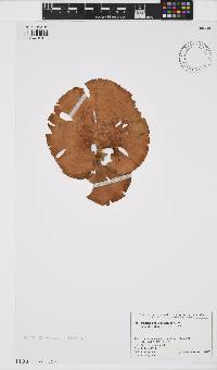 Image of Padina arborescens