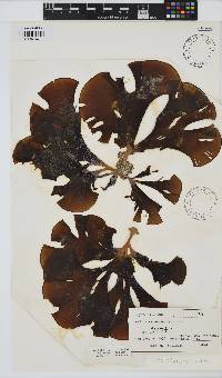 Padina arborescens image
