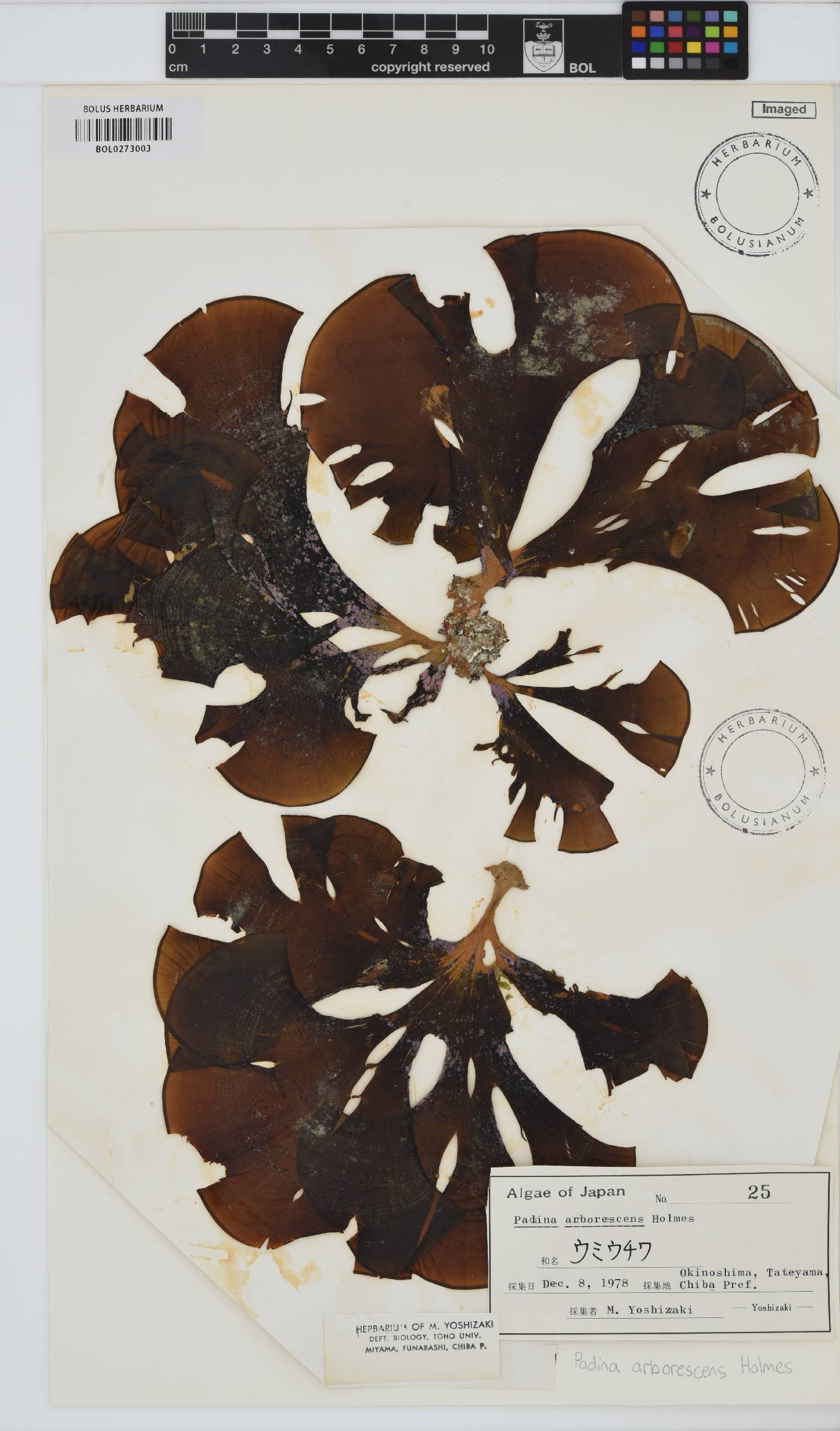 Padina arborescens image