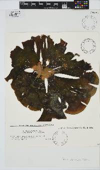 Padina arborescens image