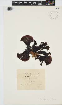Padina arborescens image