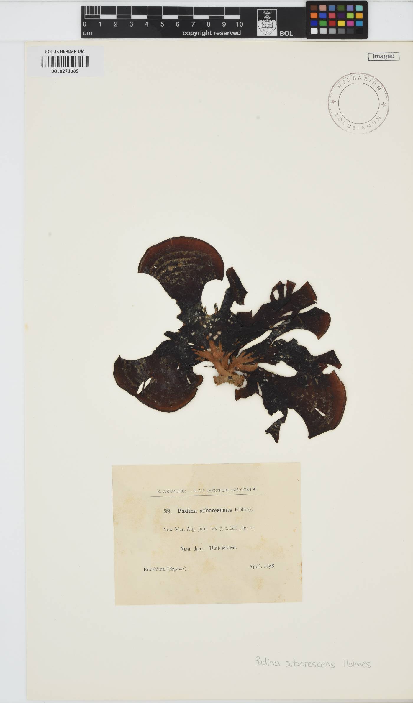 Padina arborescens image