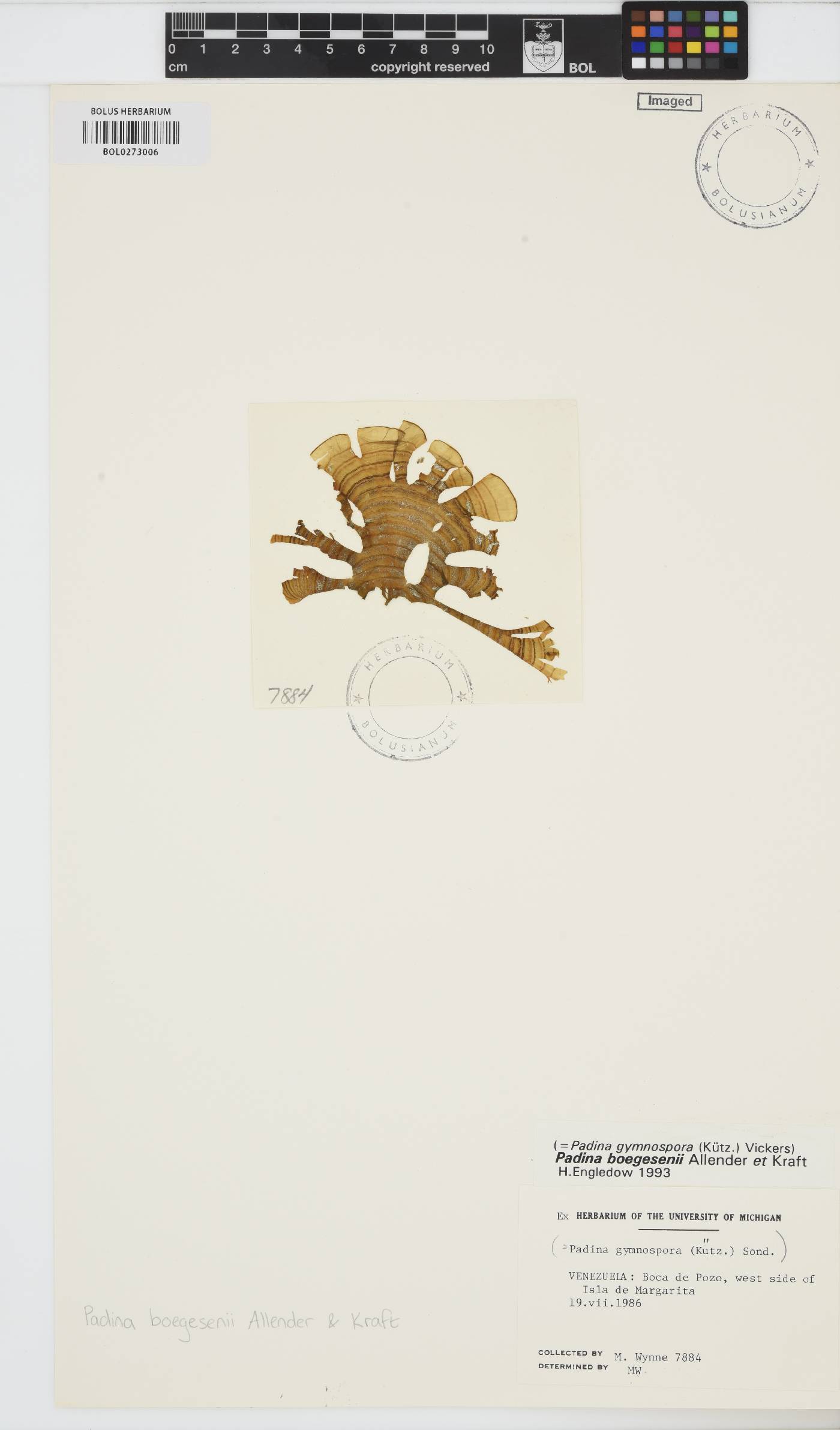 Padina boergesenii image